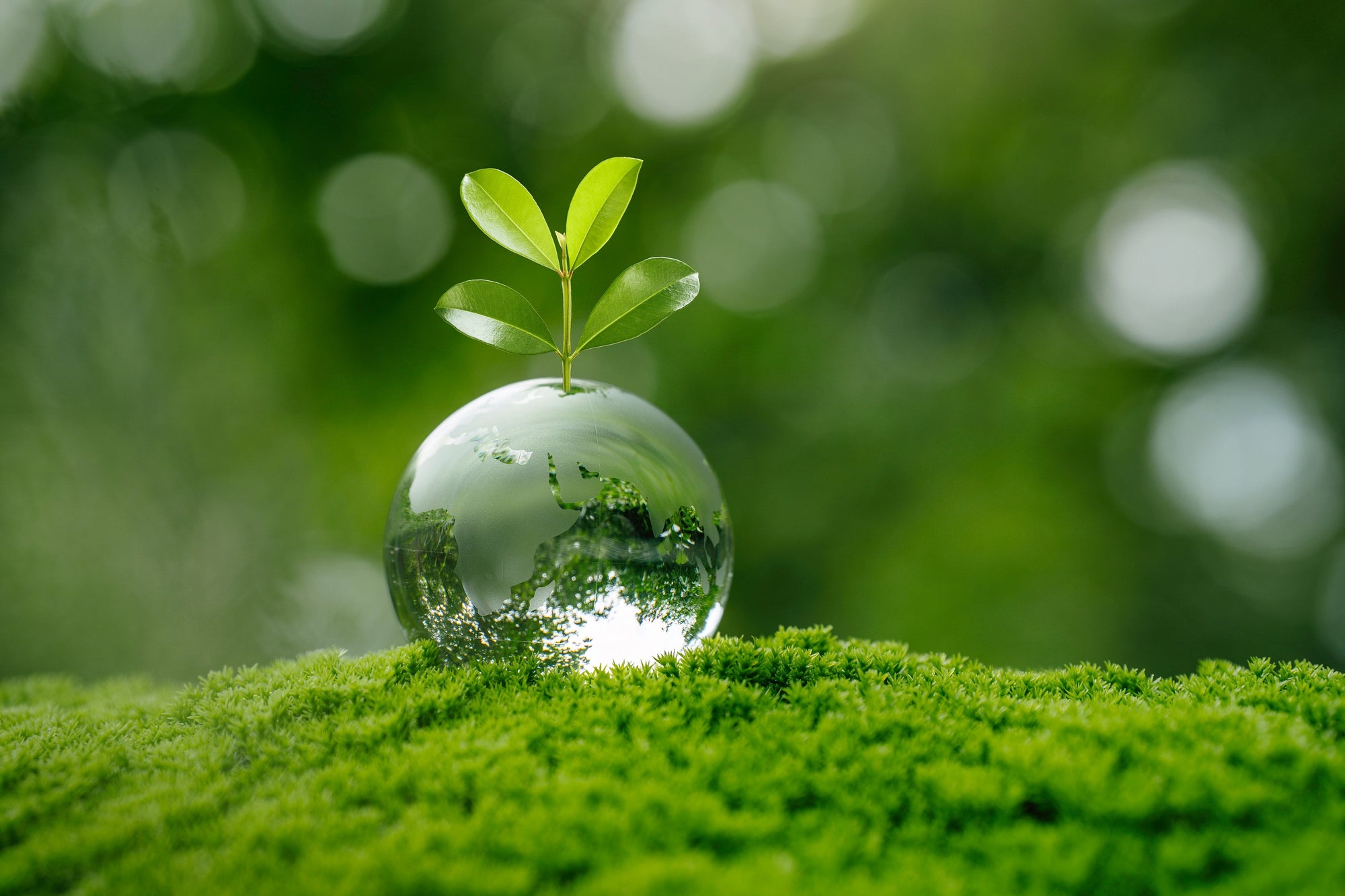 How to Choose the Right Artesian Water Brand for Quality and Sustainability